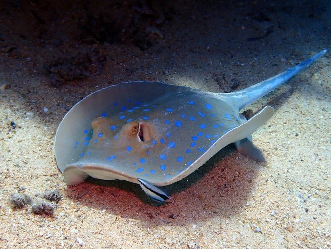 Unterwasserwelt Sharm el Sheikh