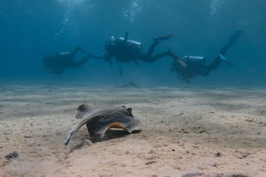 TDI Decompression Procedures Diver