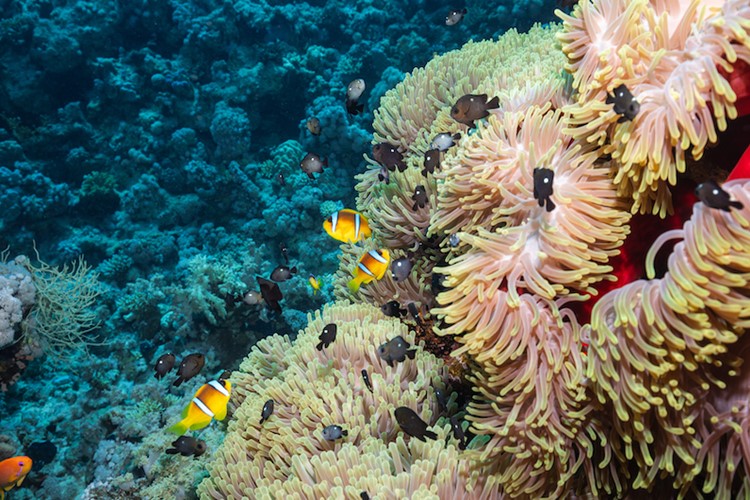 Exploring The Depths The Top 10 Dives Sites In Sharm El Sheikh