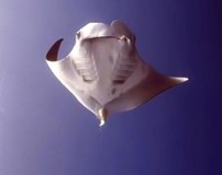 The Most Magnificent Manta Ray