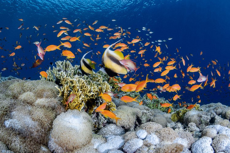 The Red Sea: The Perfect Winter Dive Destination